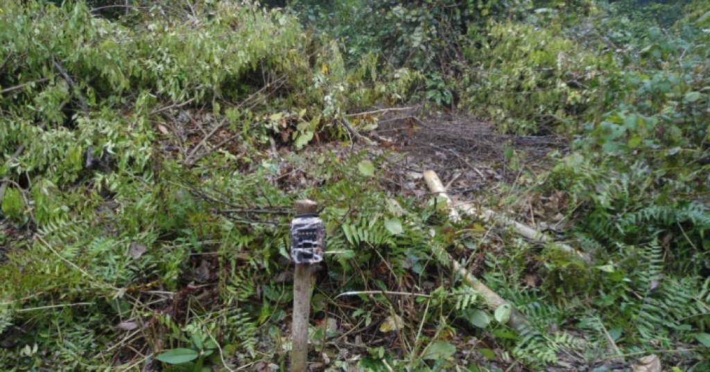 बाघ गणनाको लागि राखिएका ६० क्यामेरा चोरी