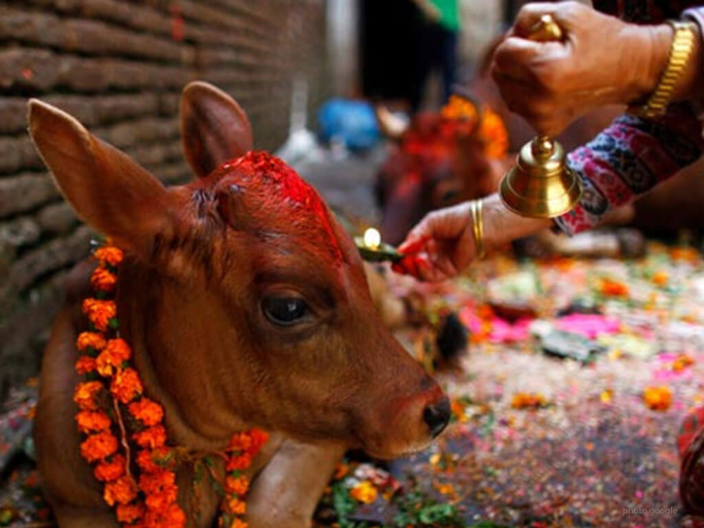 तिहारको पाँचौ दिन : आज गाईको पूजाआजा गरी मीठो खानेकुरा खान दिएर मनाइँदै